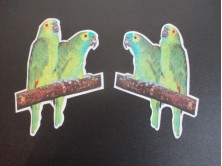 Vogelaufkleber Amazonen 2 Stück